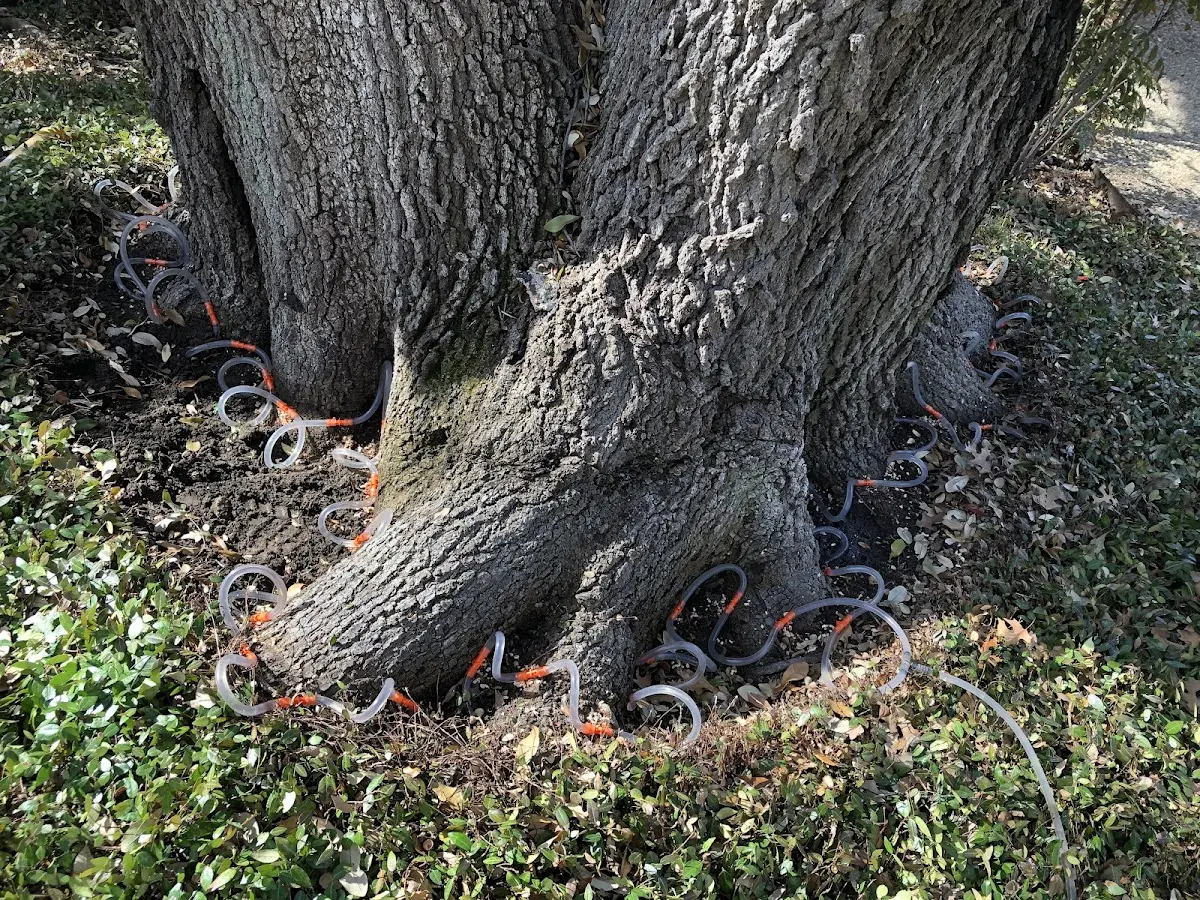 Detailed Tree Cabling and Bracing job site in Orrstown