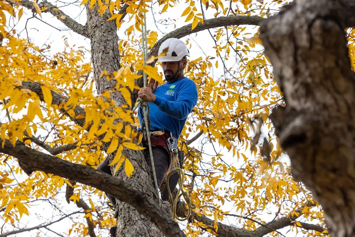 Skilled Tree Trimming crew working in Orrstown
