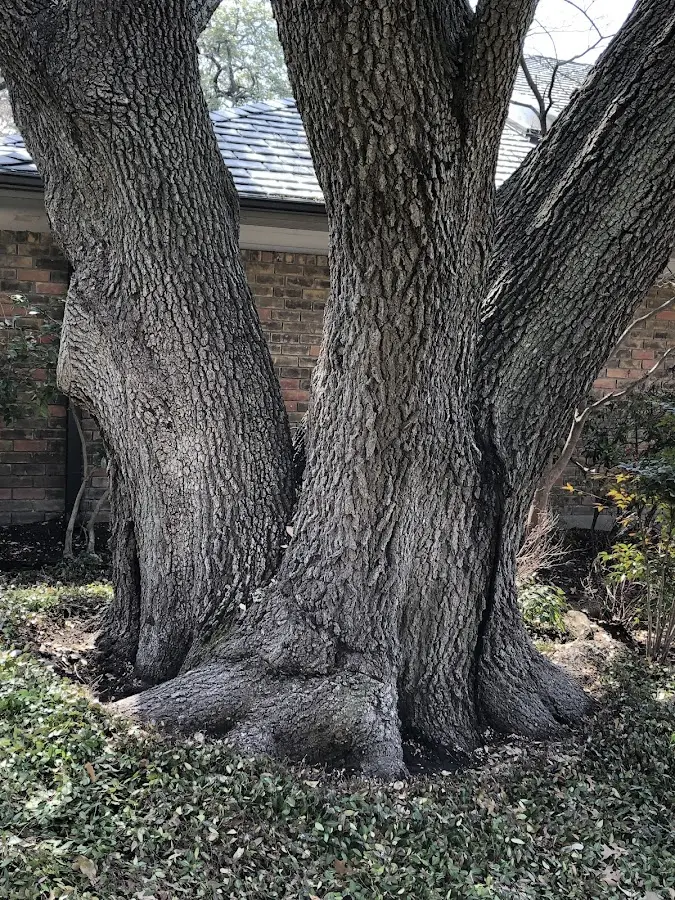 Mature heritage tree close to a Orrstown property cared for by certified arborists